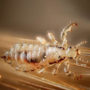 Уничтожение вшей в Тамбове